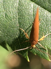 Lepidoptera