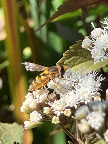 Common Flower Fly