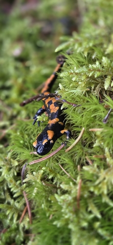 Fire Salamander