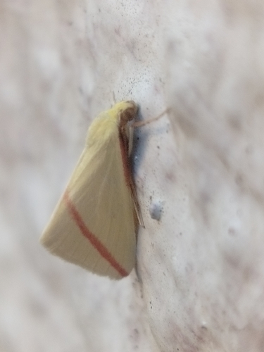 Vestal