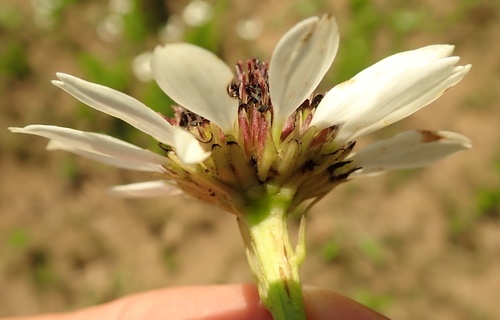 Image of Callilepis laureola by no rights reserved