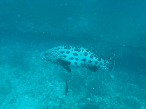 Epinephelus tukula observed 2026-10-14