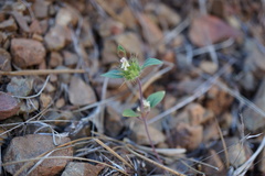 Acanthomintha lanceolata