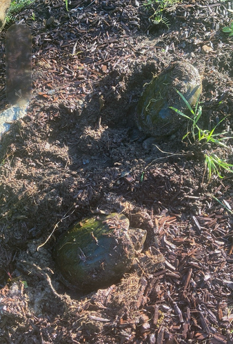 Common Snapping Turtle