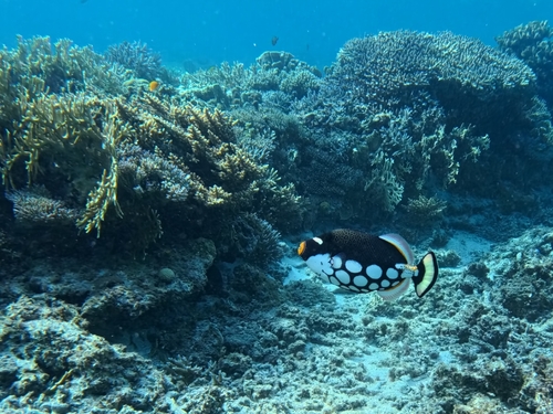 Balistoides conspicillum observed 2026-10-14