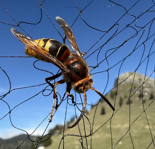 European Hornet