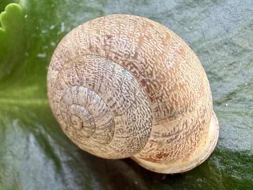 Chocolate-band Snail