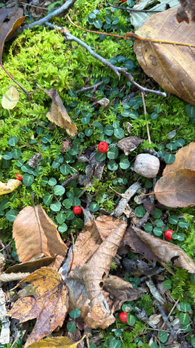 partridgeberry