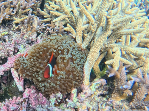 Amphiprion frenatus observed 2026-10-14