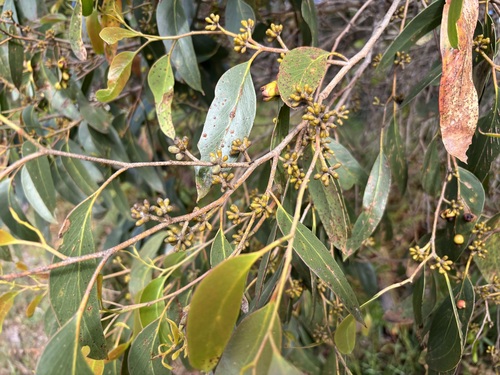 Eucalyptus baxteri, 2026-10-13