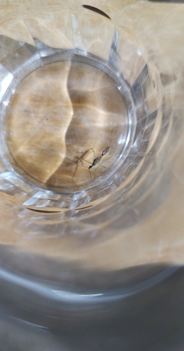 Leafhopper Assassin Bug