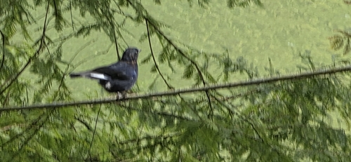 Myiomela leucura, 2026-10-13