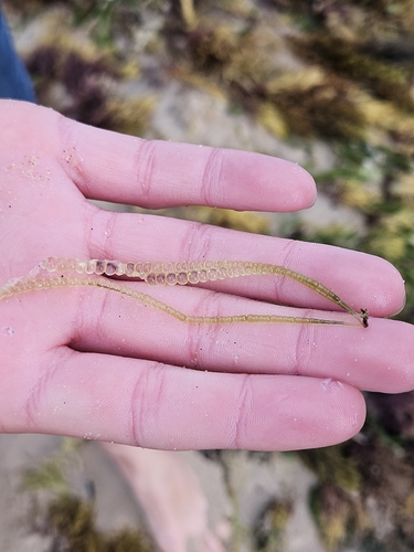 Chaetomorpha coliformis observed 2026-10-14