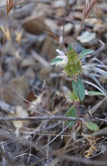 Acanthomintha lanceolata