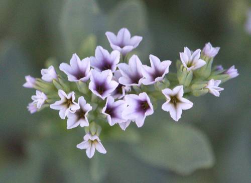 iNaturalist observation photo of alkali heliotrope