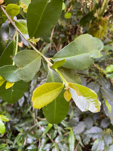 Croton acronychioides, 2026-10-08