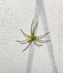 Micrommata
