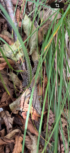 Common Wall Lizard