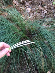 Xerophyllum asphodeloides