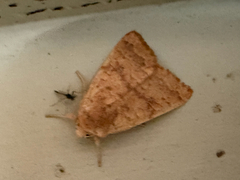 (c) Chris Wood, some rights reserved (CC BY-NC-ND) Bicolored Sallow (Sunira bicolorago)