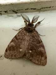 (c) Chris Wood, some rights reserved (CC BY-NC-ND) White-marked Tussock Moth (Orgyia leucostigma)