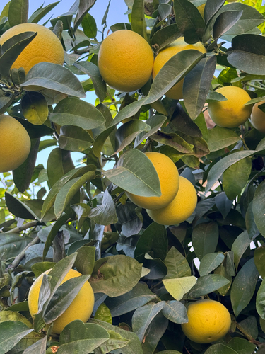 Citrus aurantium observed 2026-10-14