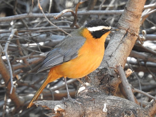 iNaturalist image