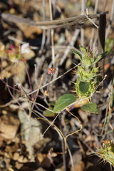 Acanthomintha lanceolata