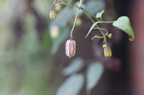 Clematis lasiandra, 2026-10-14