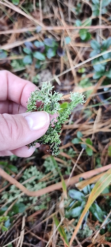 Phyllophora observed 2026-10-14
