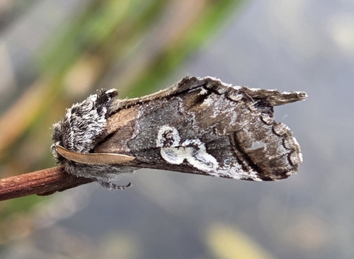 Figure of Eight