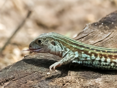 Aspidoscelis gularis