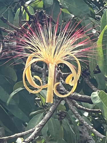 Pachira aquatica observed 2026-10-09