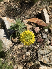 Erysimum menziesii