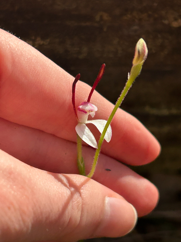 Leptoceras menziesii, 2026-10-14