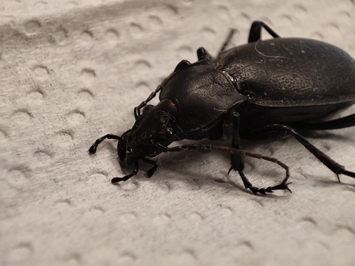 Leather Beetle
