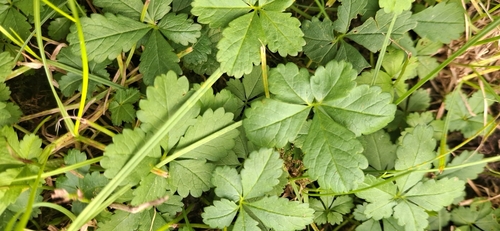 Creeping cinquefoil