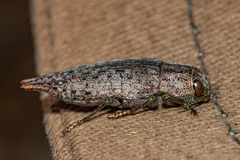 Dicerca tenebrica