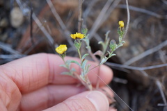 Lessingia tenuis