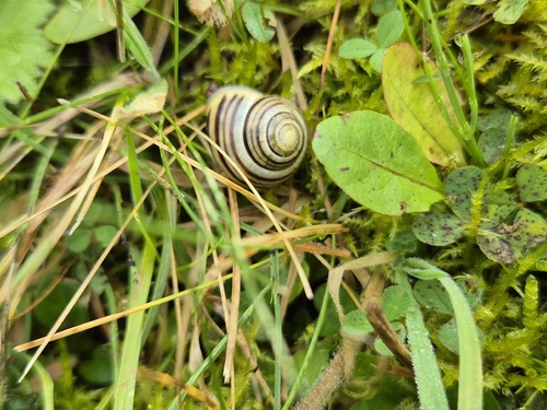 White-lipped Snail