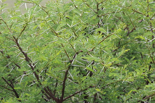 Vachellia karroo, 2026-10-14