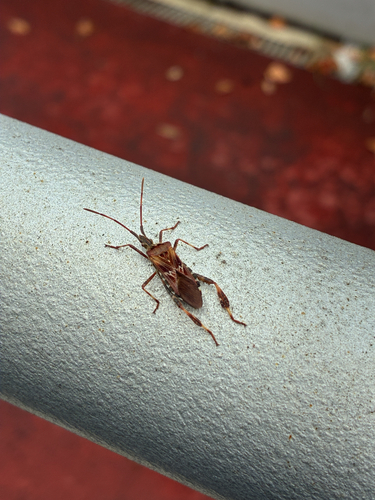 Western Conifer Seed Bug