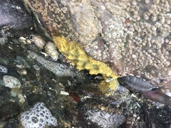 Halichondria panicea