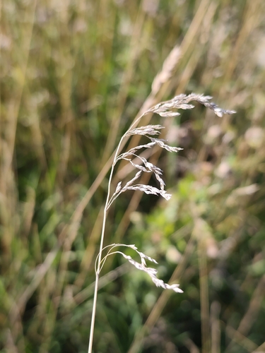Poa pratensis observed 2026-10-13