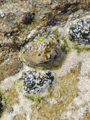 Siphonaria pectinata observed 2026-10-14
