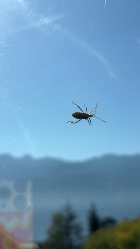 Western Conifer Seed Bug