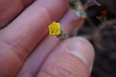 Lessingia tenuis