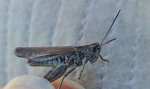 Chorthippus biguttulus, 2026-10-14