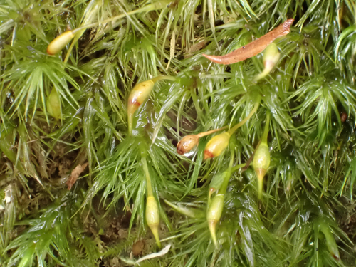 Dicranoloma menziesii observed 2026-10-13