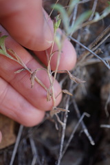 Lessingia tenuis
